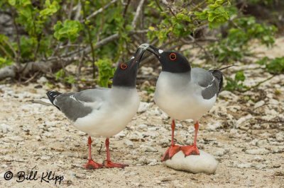 Swallow Tailed Gulls Mating, Genovesa Island  3