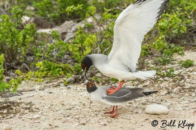 Swallow Tailed Gulls Mating, Genovesa Island  2