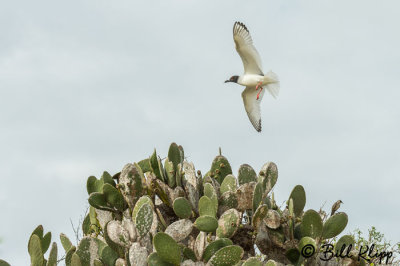 Swallow Tailed Gull, Genovesa Island  1