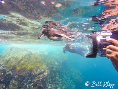Underwater Galapagos Penguin, Guy Fawkes Islets  1