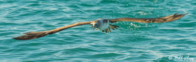 Blue-Footed Booby, Las Bachas  3