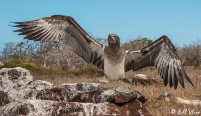 Blue Footed Booby, North Seymour Island  10