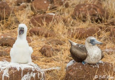 Blue Footed Booby, North Seymour Island  6