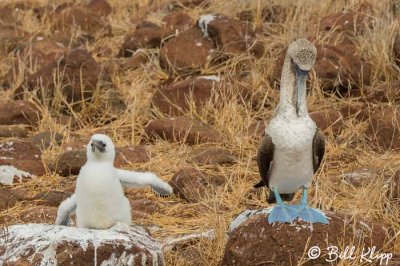 Blue Footed Booby, North Seymour Island  4