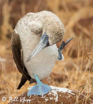 Blue Footed Booby, North Seymour Island  3