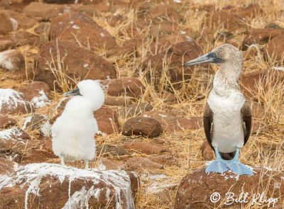 Blue Footed Booby, North Seymour Island  2