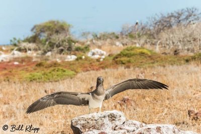Blue Footed Booby, North Seymour Island  1