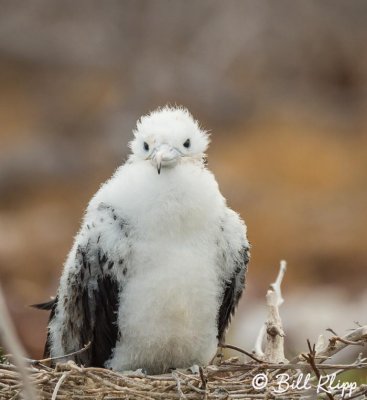 Great Frigate Bird, North Seymour Island  5