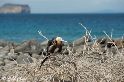 Great Frigate Bird, North Seymour Island  4