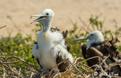 Great Frigate Bird, North Seymour Island  3