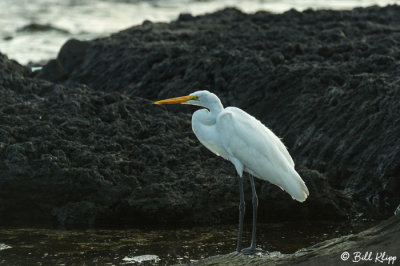 Egret, Puerto Egas  1