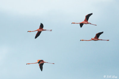 American Flamingo, Floreana Island  1