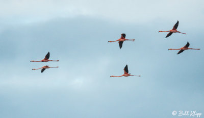 American Flamingo, Floreana Island  2