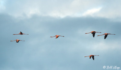 American Flamingo, Floreana Island  3