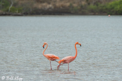 American Flamingo, Floreana Island  4