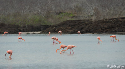 American Flamingo, Floreana Island  5