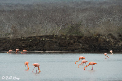 American Flamingos, Punta Cormorant  6