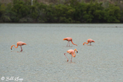 American Flamingos, Punta Cormorant  5