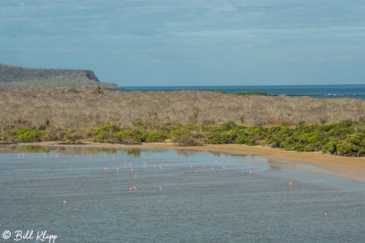 American Flamingos, Punta Cormorant  4