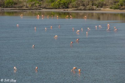 American Flamingos, Punta Cormorant  3