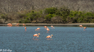 American Flamingos, Punta Cormorant  1