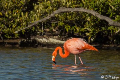 American Flamingo, Punta Cormorant  2