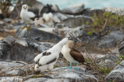 Blue-Footed Booby, Punta Suarez 1