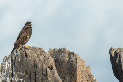 Galapagos Hawk,  Punta Suarez 1