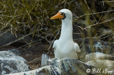 Nazca Booby, Punta Suarez  10