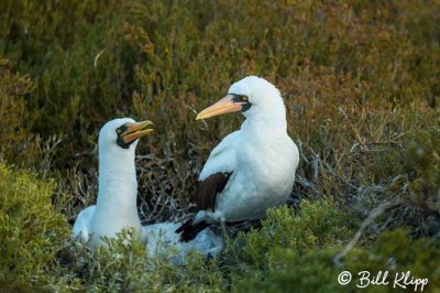 Nazca Booby, Punta Suarez  12