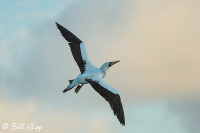 Nazca Booby, Punta Suarez  8