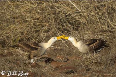Waved Albatross, Punta Suarez  5