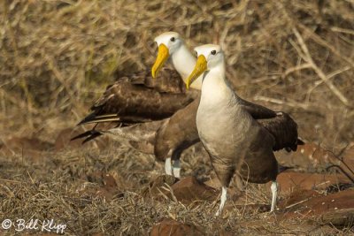 Waved Albatross, Punta Suarez  4