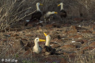 Waved Albatross, Punta Suarez  3