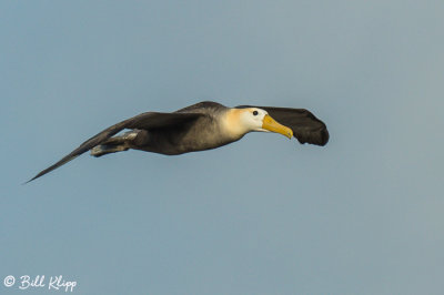 Waved Albatross, Punta Suarez  2 