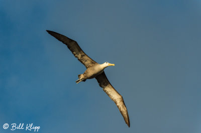 Waved Albatross, Punta Suarez  1