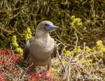 Red-Footed Bobby, San Cristobal Island  1