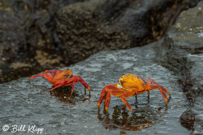 Sally Lightfoot Crabs, Puerto Egas  1