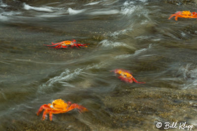 Sally Lightfoot Crabs, Puerto Egas  2