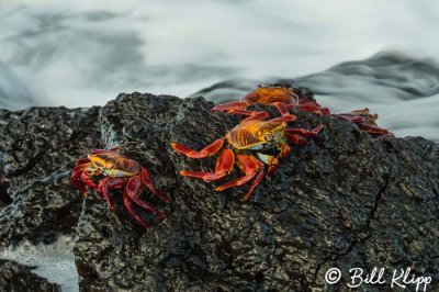 Sally Lightfoot Crabs, Puerto Egas  4
