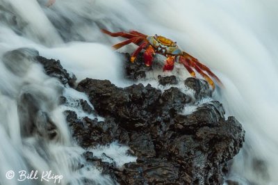 Sally Lightfoot Crabs, Puerto Egas  8