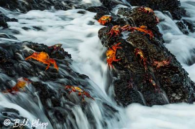 Sally Lightfoot Crabs, Puerto Egas  9