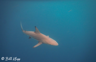 Shark, San Cristobal 1