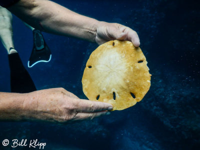 Sand Dollar, Gardner Island  1