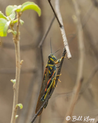 Grasshopper,  Isabela Island  1