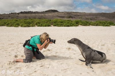 Sea Lion, Gardner Bay  1