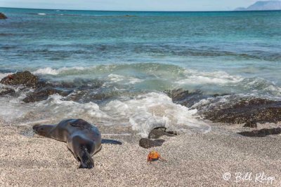 Sea Lion, Fernandina Island  1