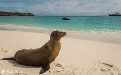 Sea Lion, Gardner Bay  3