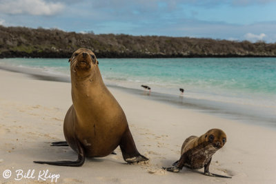 Sea Lions, Gardner Bay  4