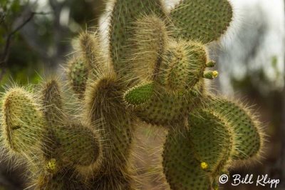 Prickly Pear Cactus, Cactus, Cerro Dragon  3